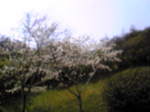 桜 002.jpg