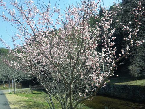 梅の花.jpg