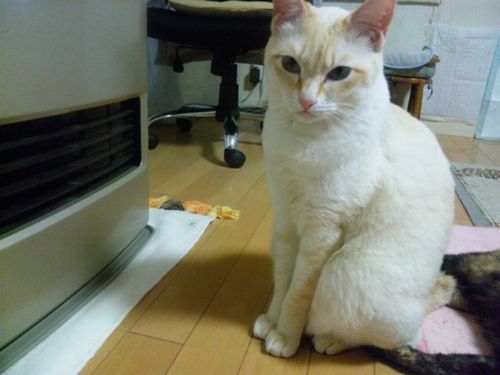 珀ちゃんストーブ.jpg